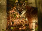 Lurking in the shadows