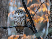 Rainy Day Owl