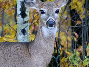 A Cutie Amongst the Color