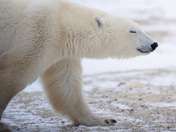 A polar bear walks with a smile