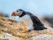 Hop, Skip, and a Jump