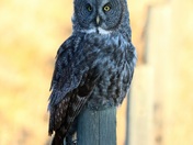 I've Got a Spell on You