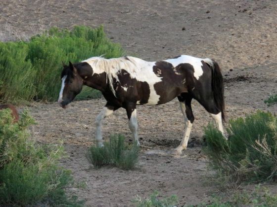 Sand Wash Basin Herd Management Area