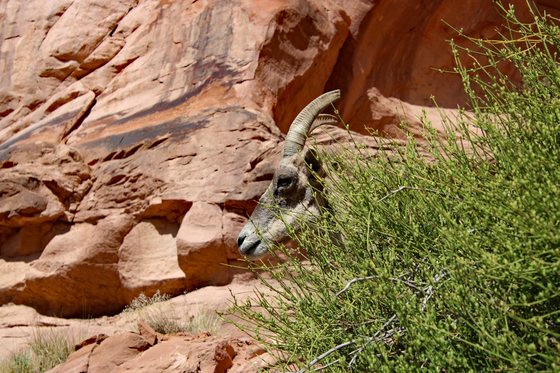 Colorado National Monument