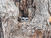 Eastern Screech Owl 