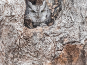 Eastern Screech Owl 
