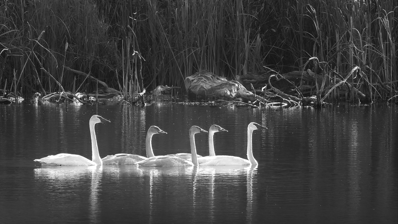 Five Swans