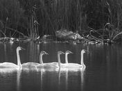 Five Swans