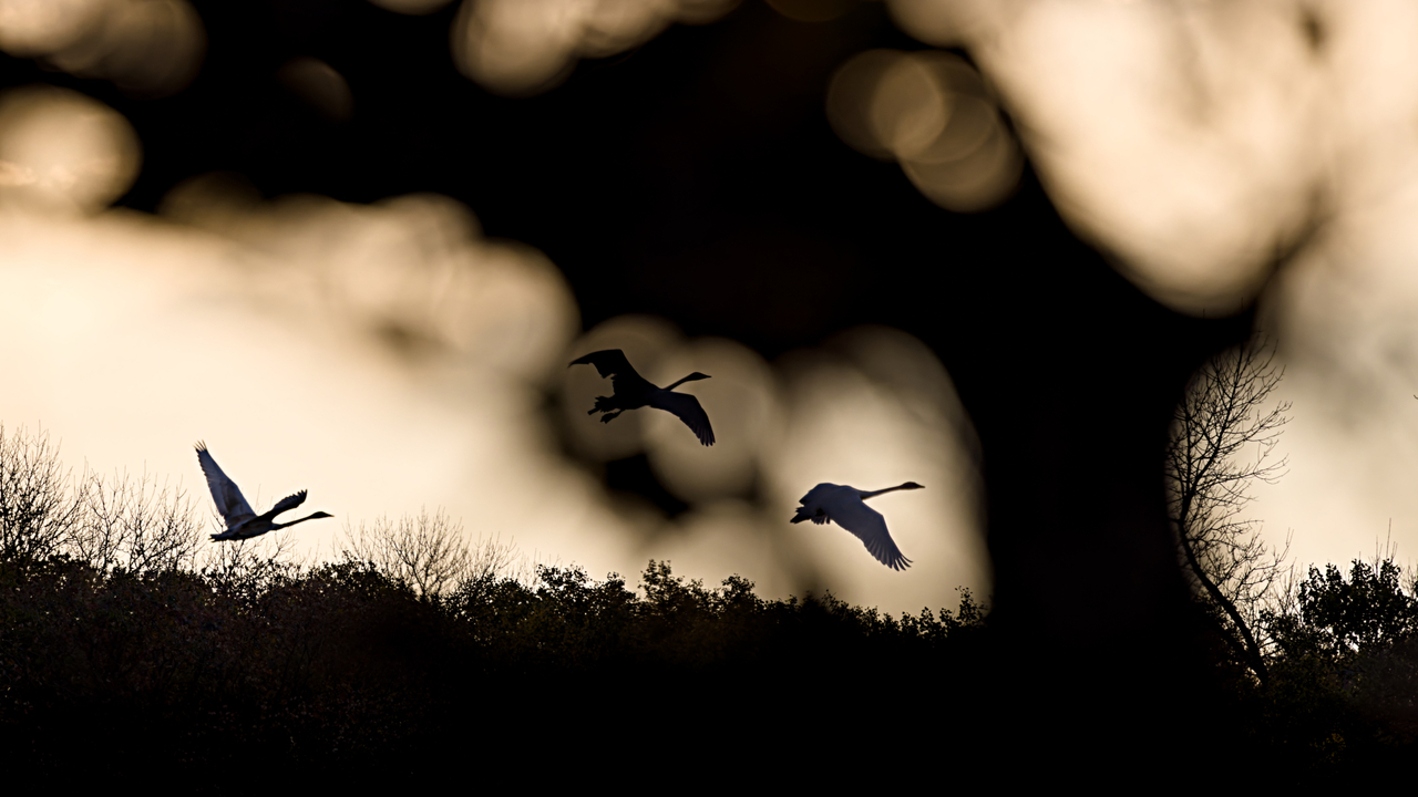 Evening flight south