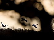 Evening flight south