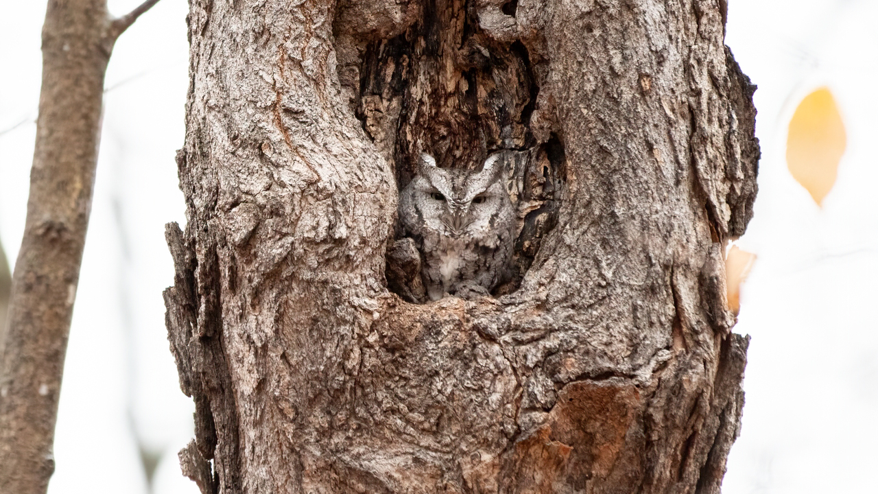 Eastern Screech Owl