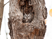 Eastern Screech Owl