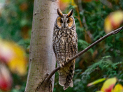 Long Eared Owl