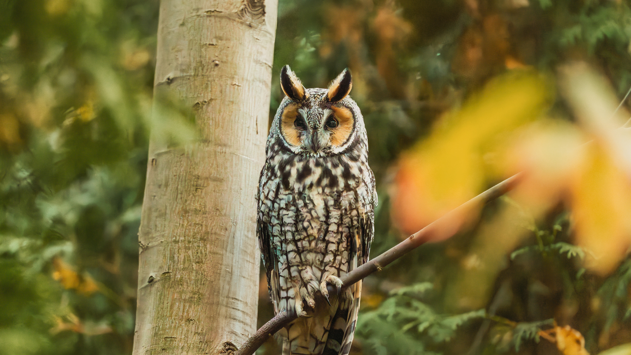 Long Eared Owl