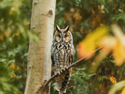 Long Eared Owl