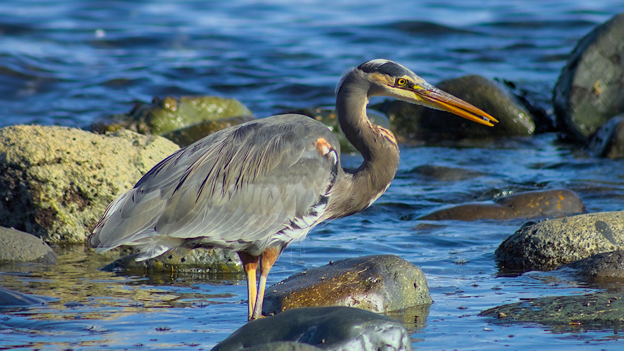 Great Blue Heron