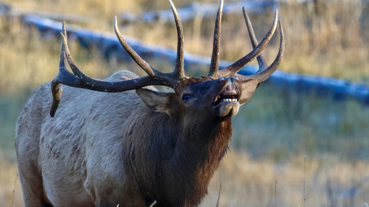 Bull Elk 