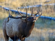 Bull Elk 