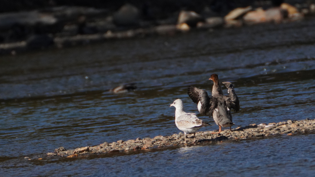 Friends on the river #2