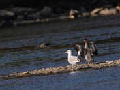 Friends on the river #2