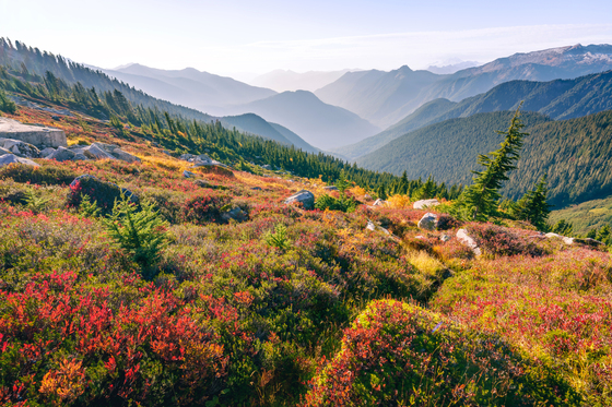 Mount Baker-Snoqualmie National Forest