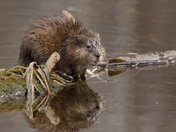 Muskrat Susie