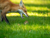 "Don't play with your food"