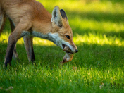 "Don't play with your food"