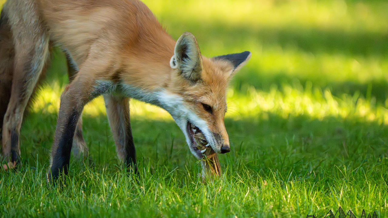 "Don't play with your food"