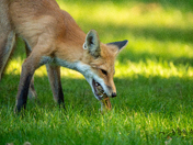 "Don't play with your food"