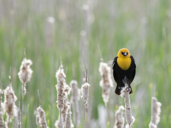 Sherburne National Wildlife Refuge