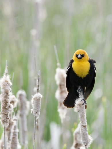Sherburne National Wildlife Refuge