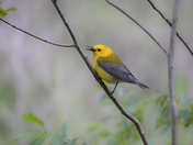 Francis Marion National Forest