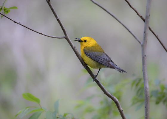 Francis Marion National Forest