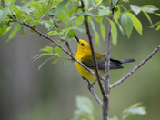 Francis Marion National Forest