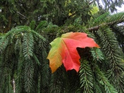 Multicolored Maple Leaf