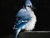 Portrait of a Blue Jay