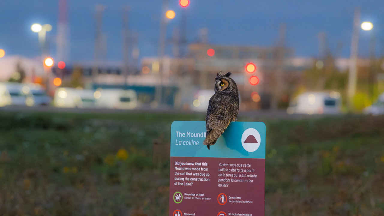 Long eared Owl living the city life 