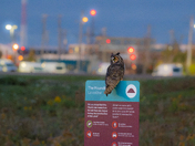 Long eared Owl living the city life 