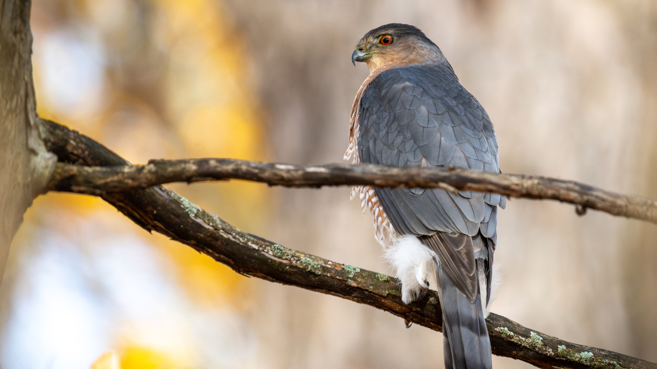 Coopers Hawk