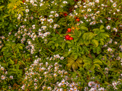 Acadia National Park