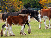 Clydesdale Horses
