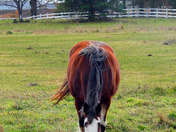 Clydesdale Horses