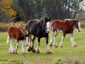 Clydesdale Horses