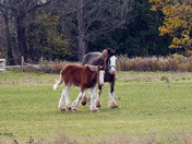 Clydesdale Horses