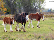 Clydesdale Horses