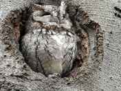 Eastern Screech Owl