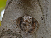 Eastern Screech Owl