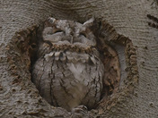 Eastern Screech Owl