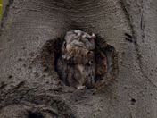 Eastern Screech Owl